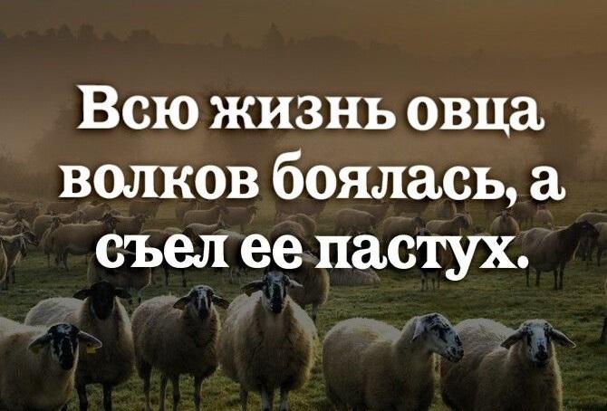 Пословицы и поговорки про овец, коз и свиней